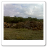 23. 02 Brush pile