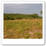 31. Native Grasses  in mulch Spicewood ,Tx