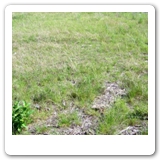 32. Grass on Mulch. Burnet, Tx