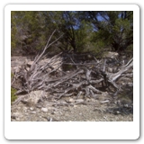 37. Cedar cleared by dozer 50 years ago