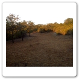 45. Horseback riding trail, Luck, Tx