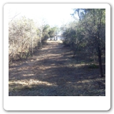 52. Sendero cut for fence right of way.